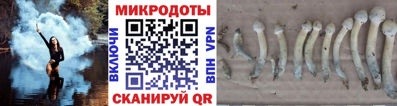 Псилоцибиновые грибы Cubensis где купить наркоту Гуково